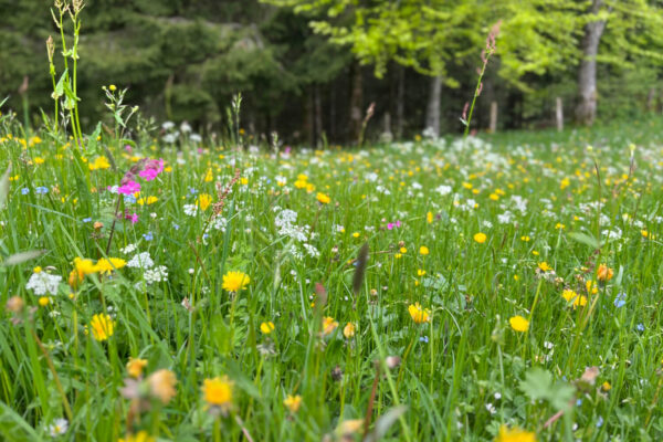 siebenzahn-gartenbau-natur-wiese-biodiversitaet