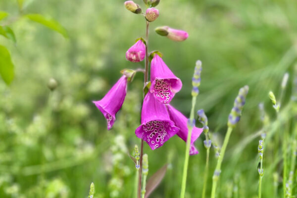 siebenzahn-gartenbau-naturschutz-fingerhut