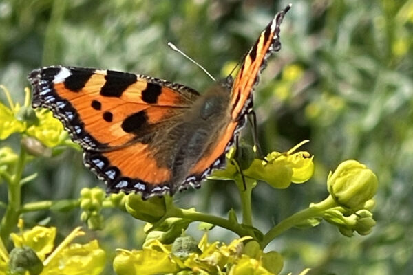 siebenzahn-gartenbau-naturschutz-schmetterling