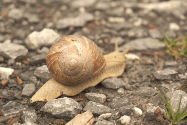 siebenzahn-gartenbau-naturschutz-weinbergschnecke