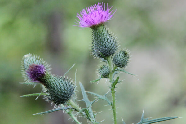 siebenzahn-gartenbau-naturschutz_wildblume