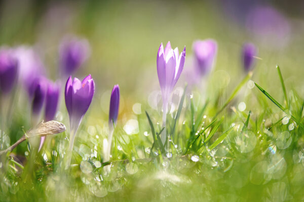 siebenzahn-gartenbau-schoene-gaerten-krokusse