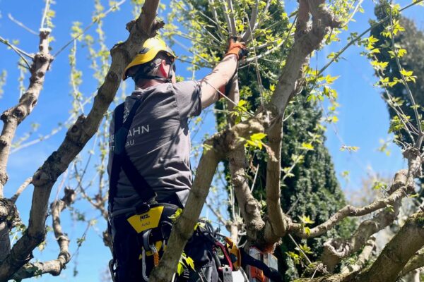 siebenzahn-gartenbau-baumpflege-baum-schneiden-region-basel-quer