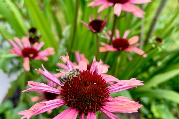 siebenzahn-gartenbau-bepflanzung-echinacea-biene-region-basel-quer